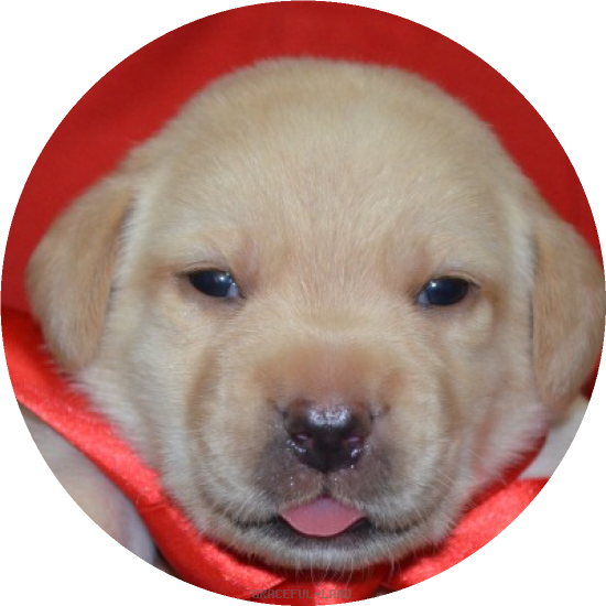 女の子(赤 母犬クリオ)(A child of マナスル & ) 女の子(赤 母犬クリオ)